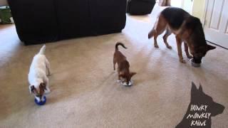 A Lesson in Impulse Control: Amazing Dog Trick