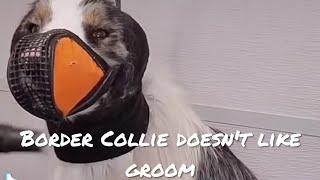 Border Collie shows aggression for grooming