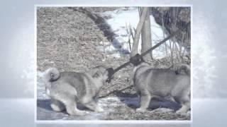 Elkhound snow dogs at Kamia Kennels 5