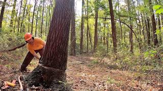 I Cut Down the Nicest Black Walnut on our Place