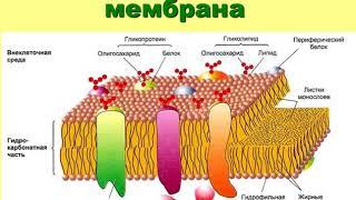 Цитоплазматическая мембрана