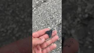 Good to be Back! #shark #sharktooth #hemipristis #snaggletooth #fossilhunting