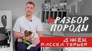 ВСЁ ПРО ДЖЕК РАССЕЛ ТЕРЬЕР. Особенности породы. Для каких людей? Чем кормить?