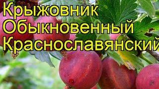 Крыжовник обыкновенный Краснославянский. Краткий обзор, описание ribes uva crispa Krasnoslavianskij