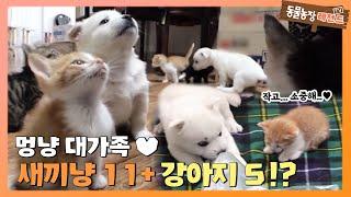 [TV 동물농장 레전드/SUB]  새끼냥 11마리 + 강아지 5마리!? 멍냥 대가족! 풀버전 다시 보기 #TV동물농장 #AnimalFarm #SBSstory