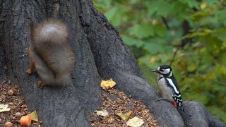 Дятел, мышь и белка / Woodpecker, mouse and squirrel