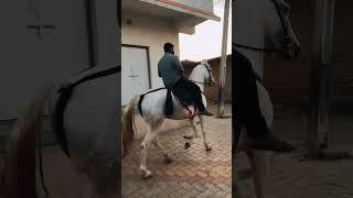 #roji️#horselover #marwadihorse #horseriding