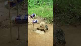 Creative Quail Trap / Create Quail Trap Using Can And Cardboard # shorts #create #traps