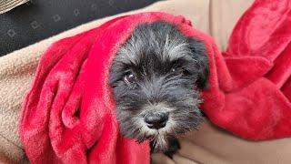 Miniature Schnauzer Puppy First Day at New Home!
