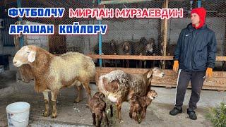 Футболчу МИРЛАН МУРЗАЕВДИН арашан койлору. +996708205555