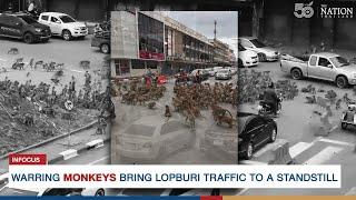 Warring monkeys bring Lopburi traffic to a standstill | The Nation Thailand