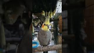 curious cockatiel looking at my camera