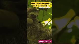 Meet the Rare Pygmy Sloth of Panama!