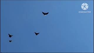 06.08.23 Николаевские Голуби,Германия,Вальдемар Зигфрид Nikolayev Pigeons,Germany,Waldemar Siegfried