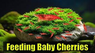 How To Feed Baby Cherry Shrimp