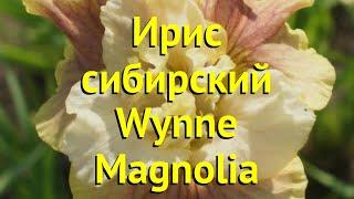 Ирис сибирский Винни Магнолия. Краткий обзор, описание характеристик iris sibirica Wynne Magnolia