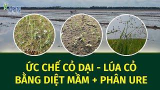 APN - LÚA CỎ KỲ 4 -  KINH NGHIỆM DÙNG URE TRỘN THUỐC DIỆT MẦM ĐỂ QUẢN LÝ CỎ DẠI, LÚA CỎ