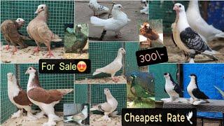 Indian Fancy Pigeons For Sale at Cheapest Price!️ 300rs/-