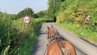 Training a Horse Who is Overweight