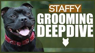 How To Groom Your STAFFORDSHIRE BULL TERRIER - GROOMING DEEPDIVE