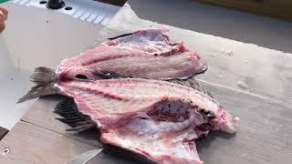 Filleting a Sheepshead by Capt. Vince Russo