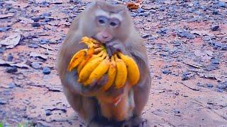 Monkey Rose tried rejecting Robin for milk & Rose got bananas