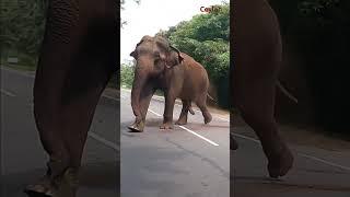 a wild elephant chasing on the road #attack #