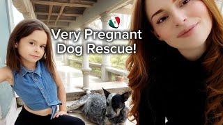 Our Family Life in Mexico - Vlogmas Day 14   rescue dog is having PUPPIES soon !