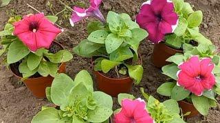 Посадила петунью, мій сад. I planted a petunia flowers,  my garden.