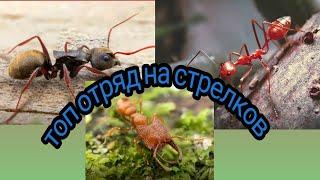 топ отряд на стрелков the ants underground kingdom