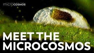 Meet the Microcosmos