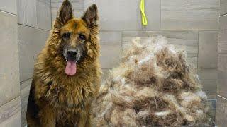 First groom in 10 years! Most INCREDIBLE transformation EVER! | King Shepherd