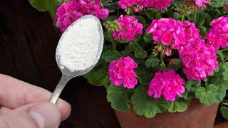 Geraniums have never bloomed like this! Grandma suggested a recipe for fertilizing for lush flowerin