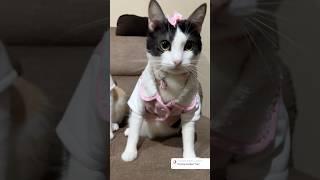 Dame un grrr ‍⬛ #cats #catlover #cat #shortvideos #shorts #viralvideo #viralshorts