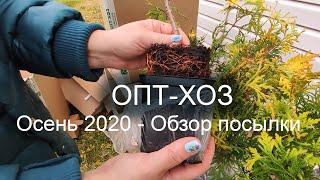 Распаковка посылки ОПТ-ХОЗ, осень 2020, хвойники, посылка 1