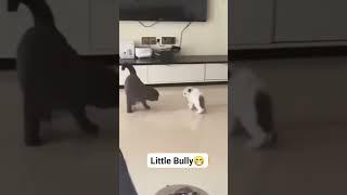 Born to be a Bully  #public #subscribers #cat #kitten #fighter #humor #hilarious #funny #challenge