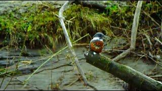 Martín Pescador - Parque Neltume