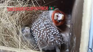 Red Head Amadina finch #Dance 