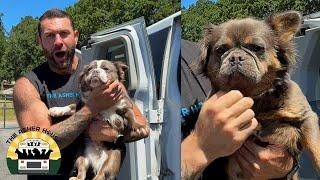 Nine dogs saved! Seven frenchies from an extreme hoarding situation | The Asher House