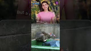 Is This Is A Mouse Or A Rat? | BYJU'S Mistaken Science #shorts