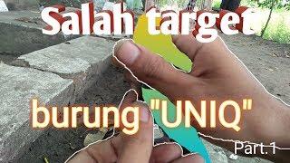 Pikat prenjak merah#part1//dapat burung endemik eropa