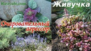 Живучка - вечнозеленый эффектный почвопокровник. Сорта, размножение, сдерживание роста.