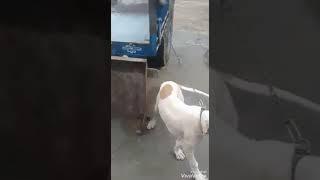 bully female jugnii d/o amlii grand d/o tiger amarvir gumti wala owner harpreet singh nwanshehr