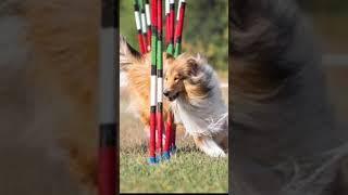 Rough Collie: The Lassie Dog