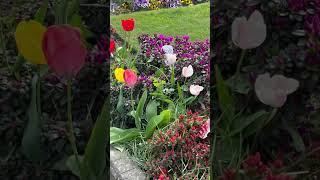 #nature #tulips #patioflowers