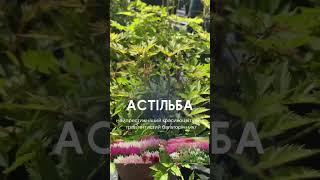 В наявності саджанці астільби. Ціна - 75 грн. Садовий центр ТАВОЛГА 2023