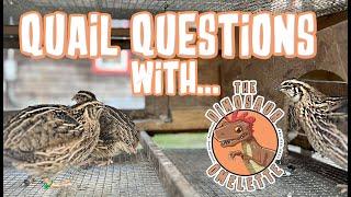 Quail Basics and Q&A: The prolific egg layers!