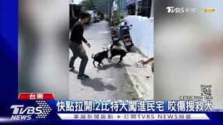 快點拉開!2比特犬闖進民宅 咬傷搜救犬｜TVBS新聞