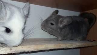 Почему Шиншиллы Ругаются и Деруться! Как их помирить!) Why Chinchilla Cussing and Fighting!