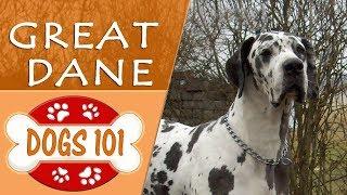 Dogs 101 - GREAT DANE - Top Dog Facts About the GREAT DANE